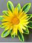 Ромашка игольчатая на листе 2сл 18см (син сир желт роз)