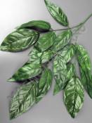 Ветка манго 3 ветки тёмная зелень 70см.