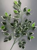 Ветка фикуса с белой кромкой по листьям 63см