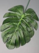 Лист монстеры натуральный глянцевый с прожилками 18/31см