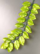 Ветка рускуса вощеная светло-зеленая 37/55 см.