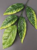 Москва Ветка манго 5 лист. молодая зелень 58см (листик 16-19см)