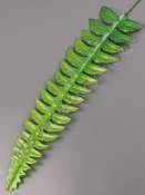 Лист папоротника шёлкового лесного средний 35/48 см