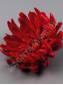 Хризантема Паук неткан. 9сл 20см (крас роз сир борд персик)