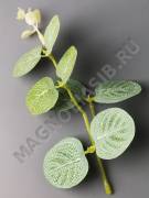 Веточка эвкалипта тонир , макушка 15см